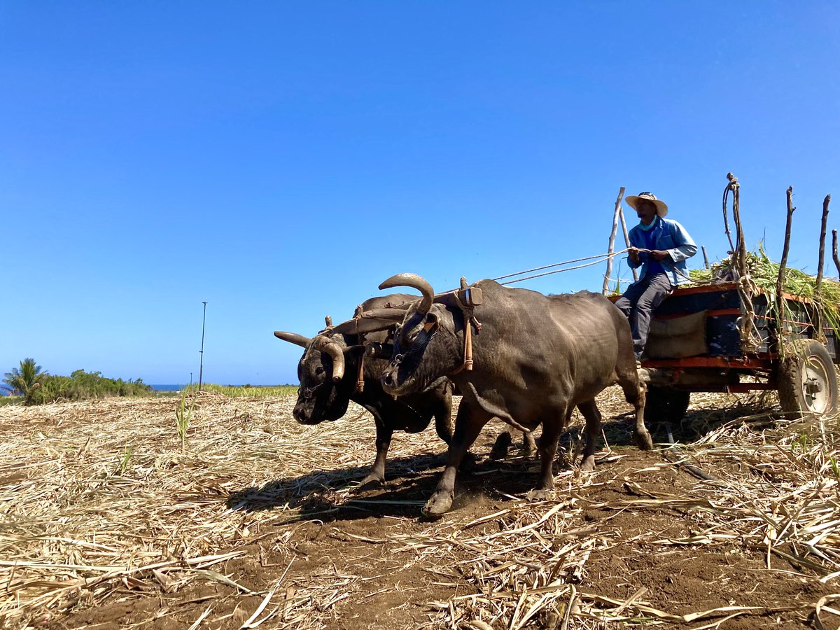 Sandy Faconnier aux commandes de sa #charette  à double attelage de taureaux  #LaRéunion #tradition #patrimoine #mémoire #culture
