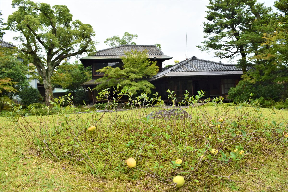 映画 ミュジコフィリア 公式 Musicophilia 21 Twitter