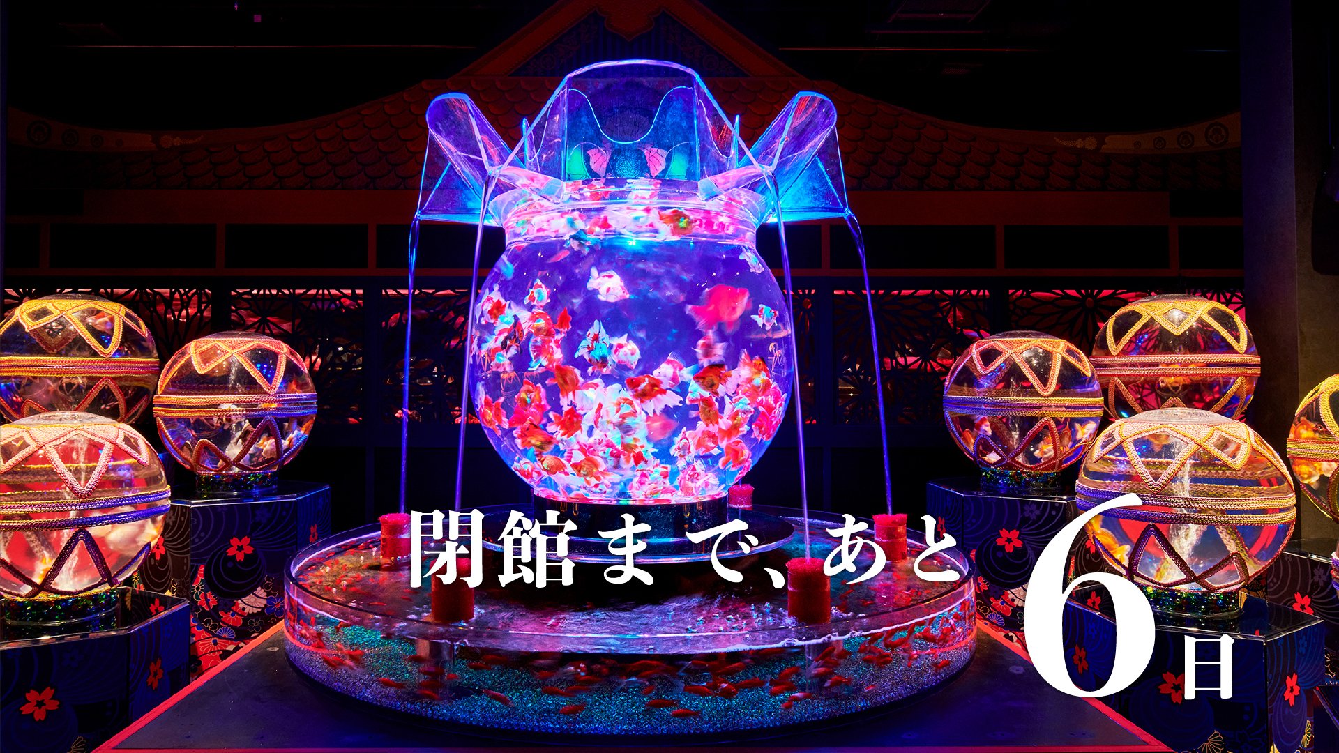 アートアクアリウム Art Aquarium Artaquarium Twitter