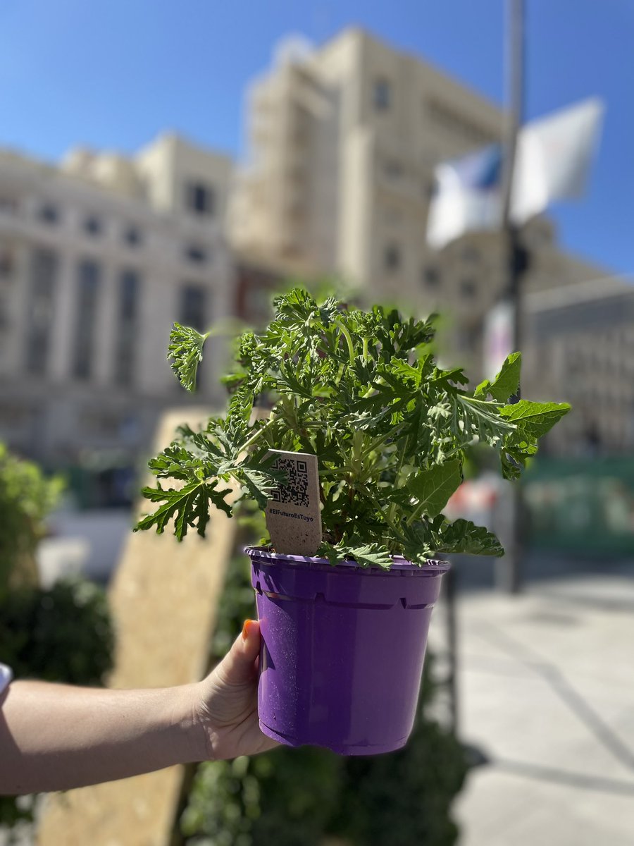 Hemos instalado junto a <a href="/Europarl_ES/">Parlamento Europeo en España</a> la palabra "EUROPA" escrita con plantas para animar a los ciudadanos a participar en la Conferencia sobre el Futuro de Europa. 

¡Si estás en Madrid ven a visitarnos y llévate tu 🪴 a casa!

#ElFuturoEsTuyo