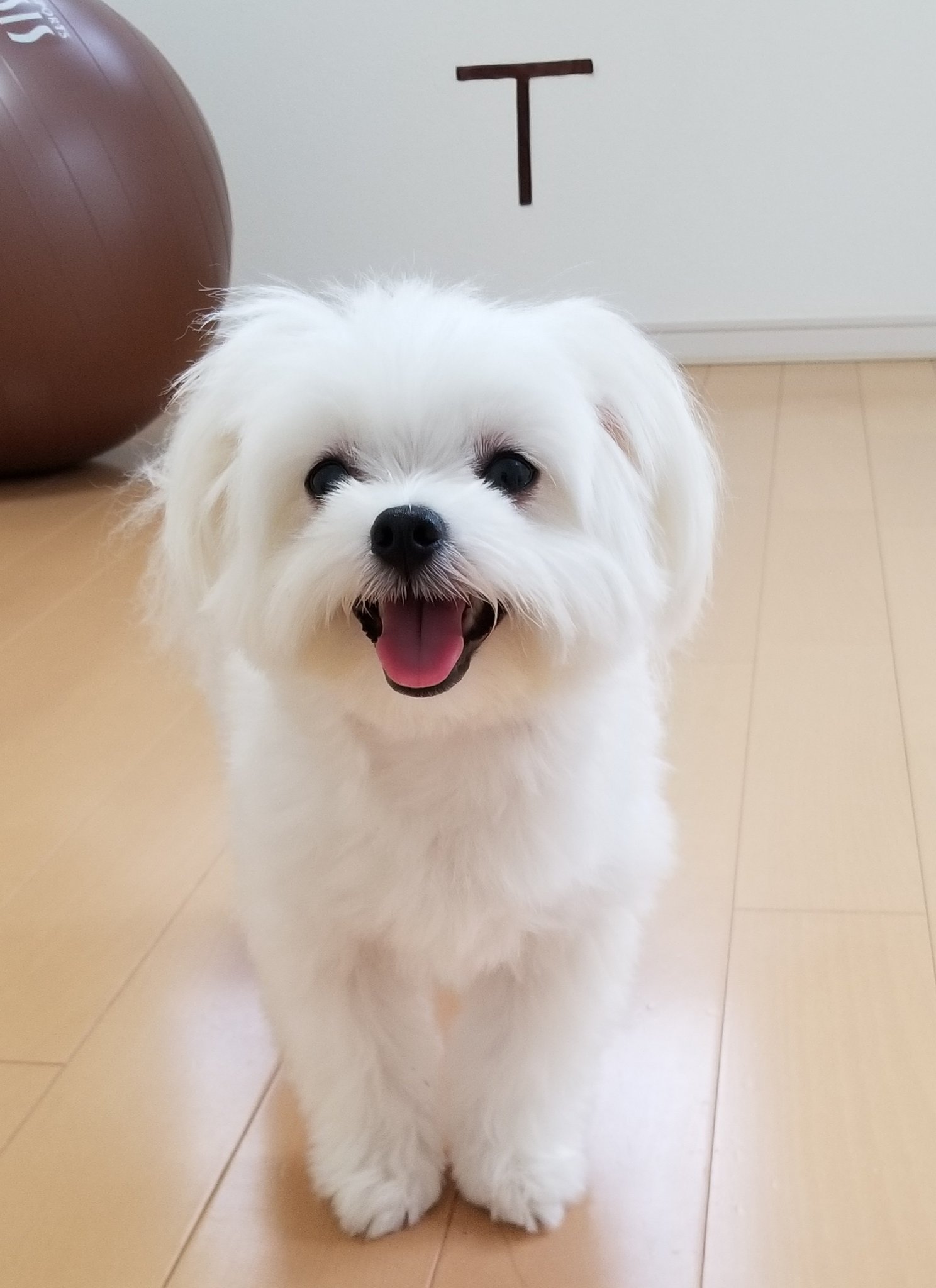 まかろん Tesuta001 先月2歳になったマルポメ マルチーズとポメラニアンのミックス犬 です T Co Jpezhart0x Twitter まかろん Tesuta001 先月2歳になったマルポメ マルチーズとポメラニアンのミックス犬 です T Co Jpezhart0x Twitter