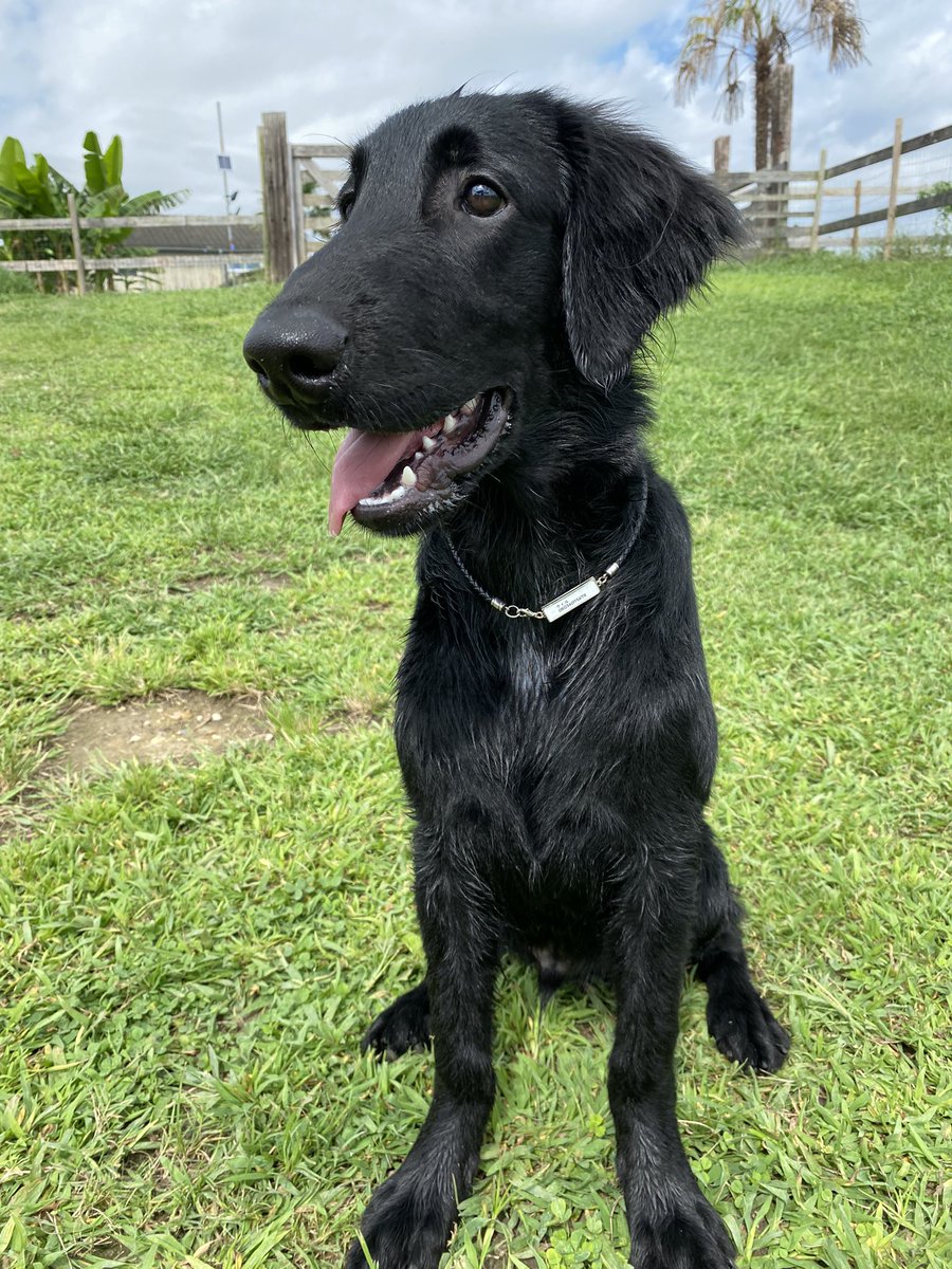 病院の看板犬ウィル

5ヶ月になりました。