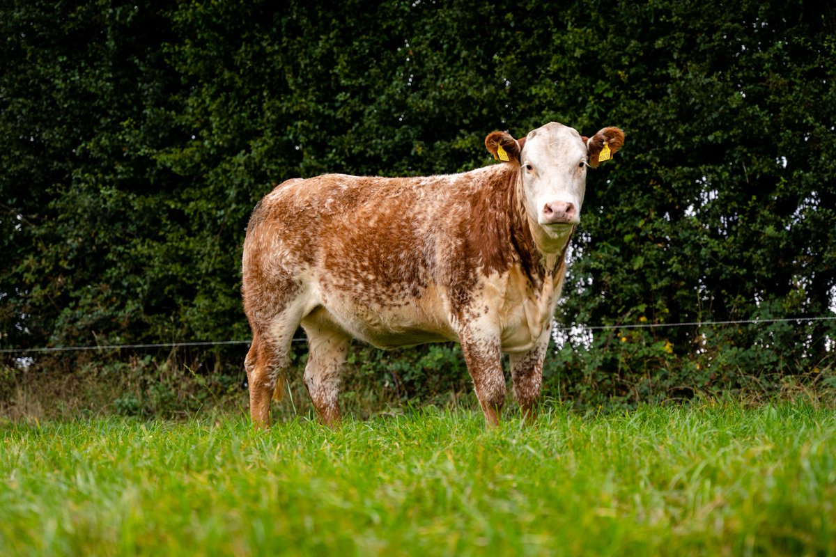 To be in with a chance to win this heifer, just head over to the Tradeforus Facebook or Instagram (@tradeforus10) pages to find out how to enter. 
cattlesales.tradeforus.com/Public/NewsDet…