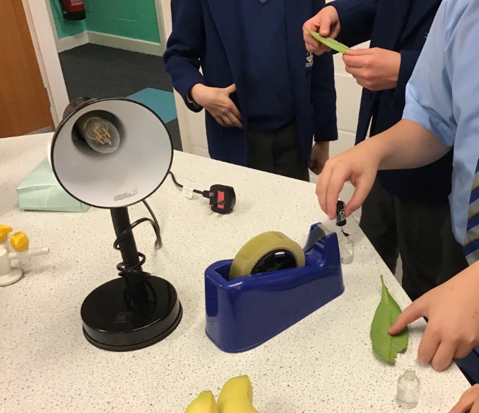 PennthorpeSch's tweet photo. Year 6 have been using the microscopes this week! Using nail varnish and sellotape, the students had a look at the holes on the underside of a leaf! Have a look at the great slide produced by Oscar which shows the stomata and the guard cells!
#ClassroomScience #PennthorpeSchool https://t.co/DiDUntgFtK