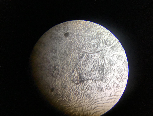 PennthorpeSch's tweet photo. Year 6 have been using the microscopes this week! Using nail varnish and sellotape, the students had a look at the holes on the underside of a leaf! Have a look at the great slide produced by Oscar which shows the stomata and the guard cells!
#ClassroomScience #PennthorpeSchool https://t.co/DiDUntgFtK