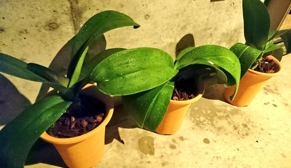 木の家工房mo Ku 園芸部 植え替えた胡蝶蘭 風通しのよい日陰で 朝夕にたっぷり葉水を与えています T Co Mp07myn0dv Twitter