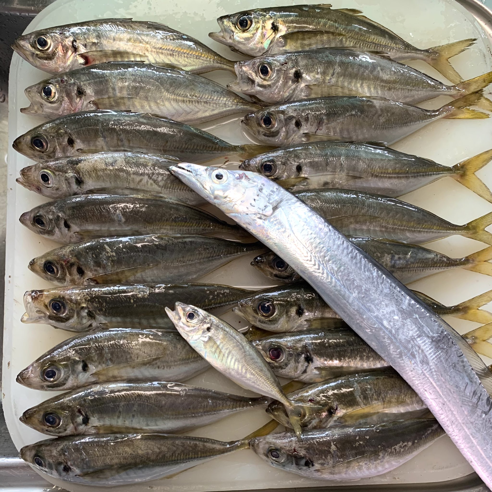 Tsumi Fishing Awaji Twitter