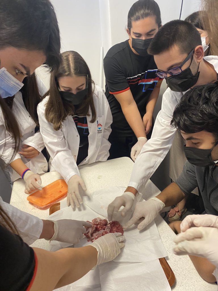 11.sınıflarda beyin diseksiyonu yapıldı.