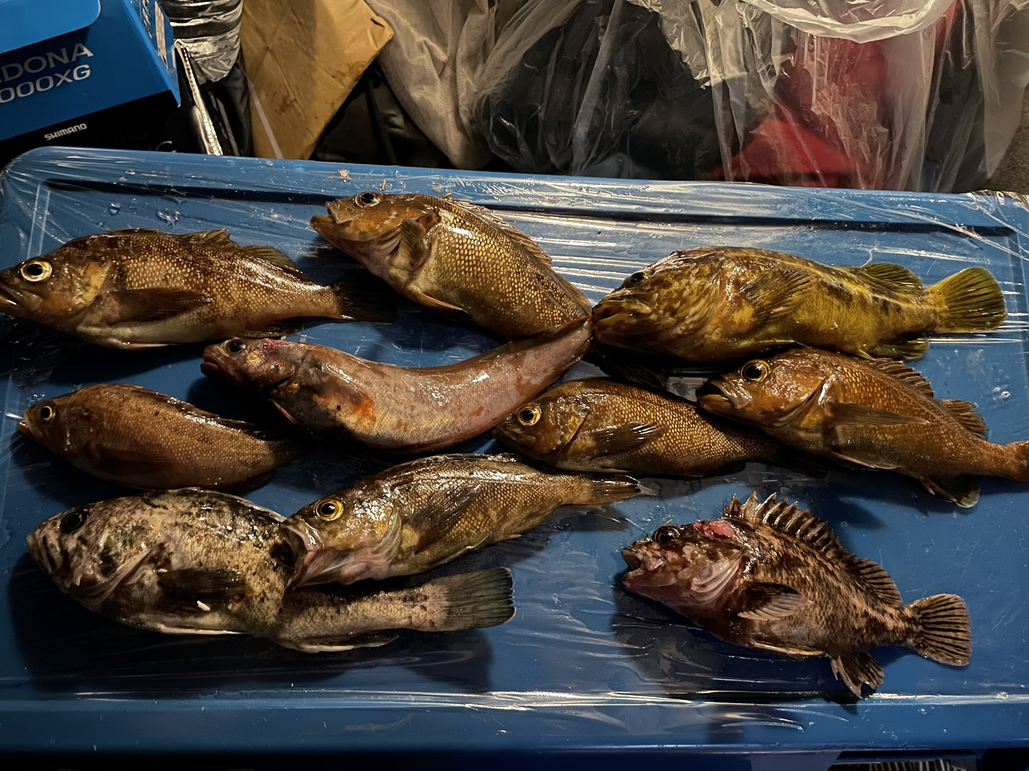 ブラリキマル 歴史と釣り In 北海道 ロックフィッシュの聖地 道南のとある漁港で爆釣 夜になってから 完全にガヤパターンが始まり 30前後の個体もいて かなり引きを楽しめました これで未練なく関西へ帰れます 北海道 一人旅 車中泊 釣り