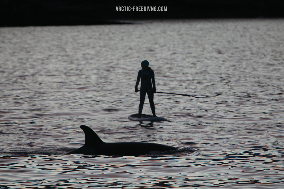 J_deVos_'s tweet photo. • 10 Nov - 17 Nov 2021 -  1 space
A unique opportunity due to the last minute availibity. If you are planning on doing this expedition at some point, this is an excellent opportunity to go for it.  
For more information please send contact us
#orcas #killerwhale  #cetacean #orca https://t.co/5OcVw3g1QZ