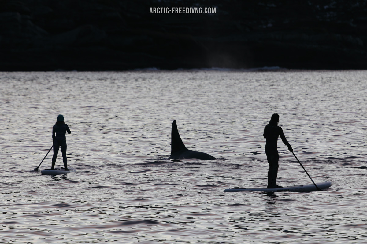 J_deVos_'s tweet photo. • 10 Nov - 17 Nov 2021 -  1 space
A unique opportunity due to the last minute availibity. If you are planning on doing this expedition at some point, this is an excellent opportunity to go for it.  
For more information please send contact us
#orcas #killerwhale  #cetacean #orca https://t.co/5OcVw3g1QZ