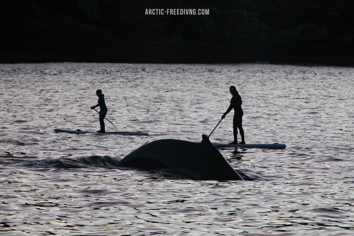 J_deVos_'s tweet photo. • 10 Nov - 17 Nov 2021 -  1 space
A unique opportunity due to the last minute availibity. If you are planning on doing this expedition at some point, this is an excellent opportunity to go for it.  
For more information please send contact us
#orcas #killerwhale  #cetacean #orca https://t.co/5OcVw3g1QZ