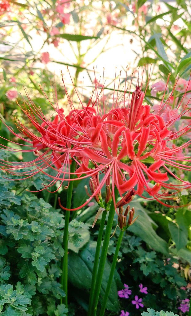 coreanol_'s tweet photo. Este es el 1er año que veo Lycoris o 석산, al parecer florecen al terminar el verano y son bellisimas 😍

#peruanaenCorea #vidaenCorea https://t.co/0xlcJqHZpE