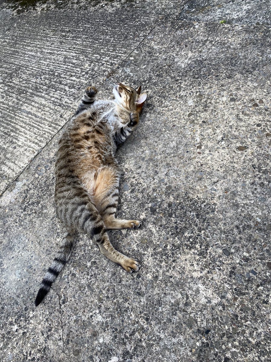 NickRGibbs1's tweet photo. Due to the excellent variety of cats in Kirkstall that I’ve encountered since living here, I’ve decided to start documenting the #catsofKirkstall. First up, today’s visitor: https://t.co/cdvWVvoU8k