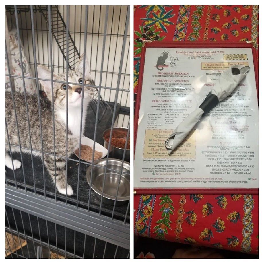 BerkleyBlackCat's tweet photo. We have kittens. And food. Stop in - we are the only #nonprofit #catcafe on the #mainline!

#blackcatcafe #devonpa #radnorpa #nonprofitrestaurant #supportsmallbusinesses #eaterphilly #foodielife #phillyfoodies #mainlinefoodie #phillyfoodie #realfood #chestercountypa https://t.co/OWOhhOGC9D