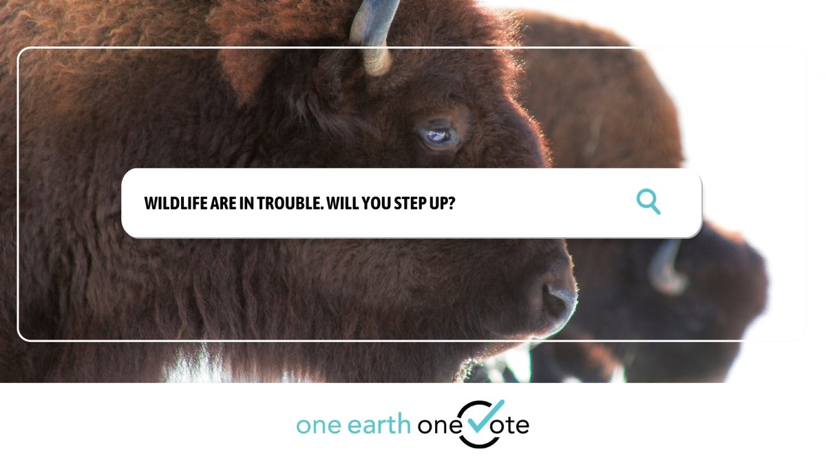 CPAWSbc's tweet photo. Every species — including humans — is connected and relies on each other to survive.
The decline of species is an urgent concern. We need to help wildlife continue to exist with us into the future.
This election, step up for wildlife.
#OneEarthOneVote #cdnpoli #Elxn44 https://t.co/T4kQKgdpnj
