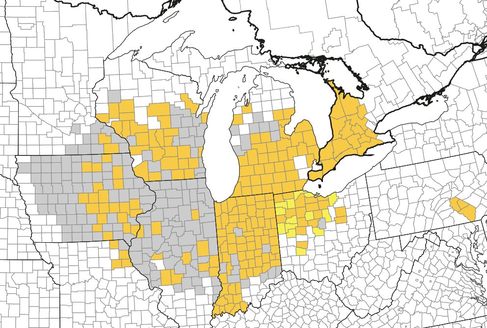 MartinChilvers1's tweet image. Tar spot confirmed in Grand Traverse county, Michigan. If you see tar spot in a county not previously confirmed, please let us know we need to document the extent of the problem @MI_Corn