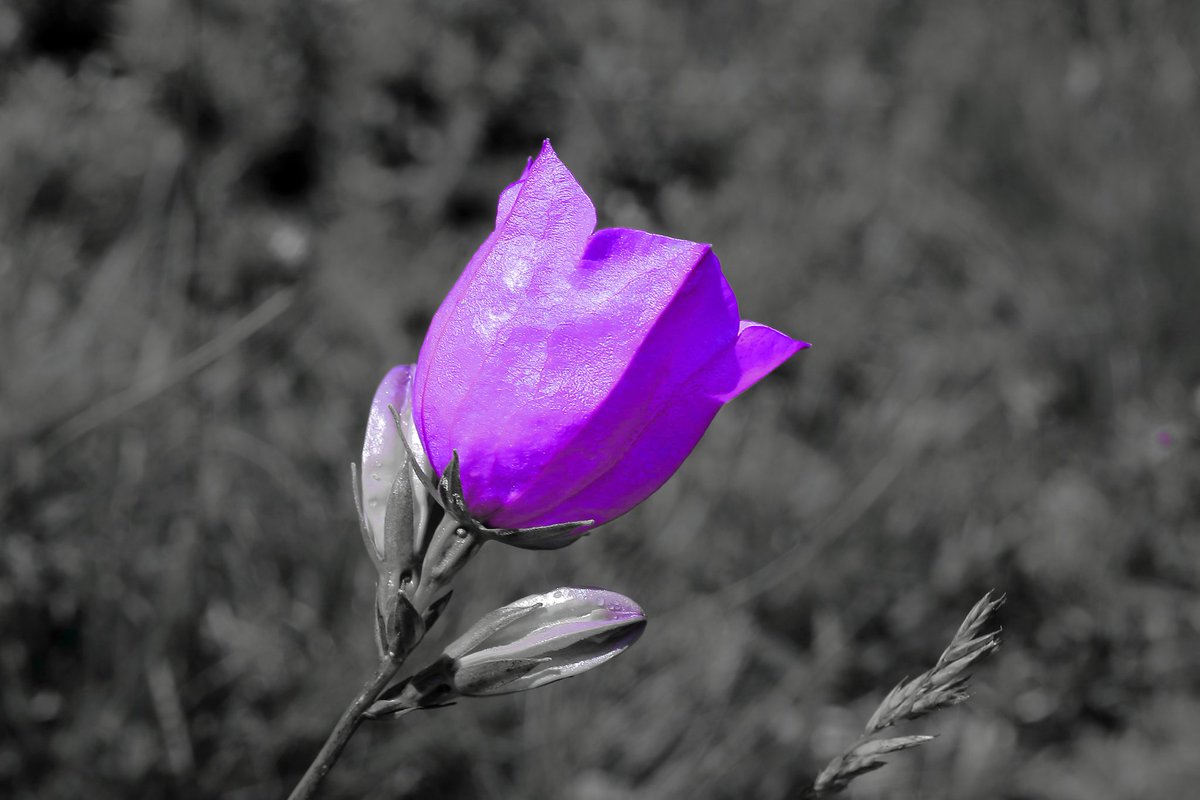 micca_art's tweet image. Flower 🌷
Fresh
3/3
1 tez
#NFT #NFTartist #photography #flower #hicetnunc #HEN #purple #pink

hicetnunc.xyz/objkt/320379