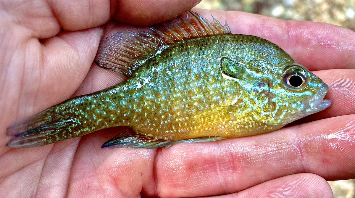 Kyler Hecke on X: Fish Friday: The Dollar Sunfish (Lepomis marginatus) is  a species that is native to multiple drainage basins in the southern U.S.  They can be found in areas with