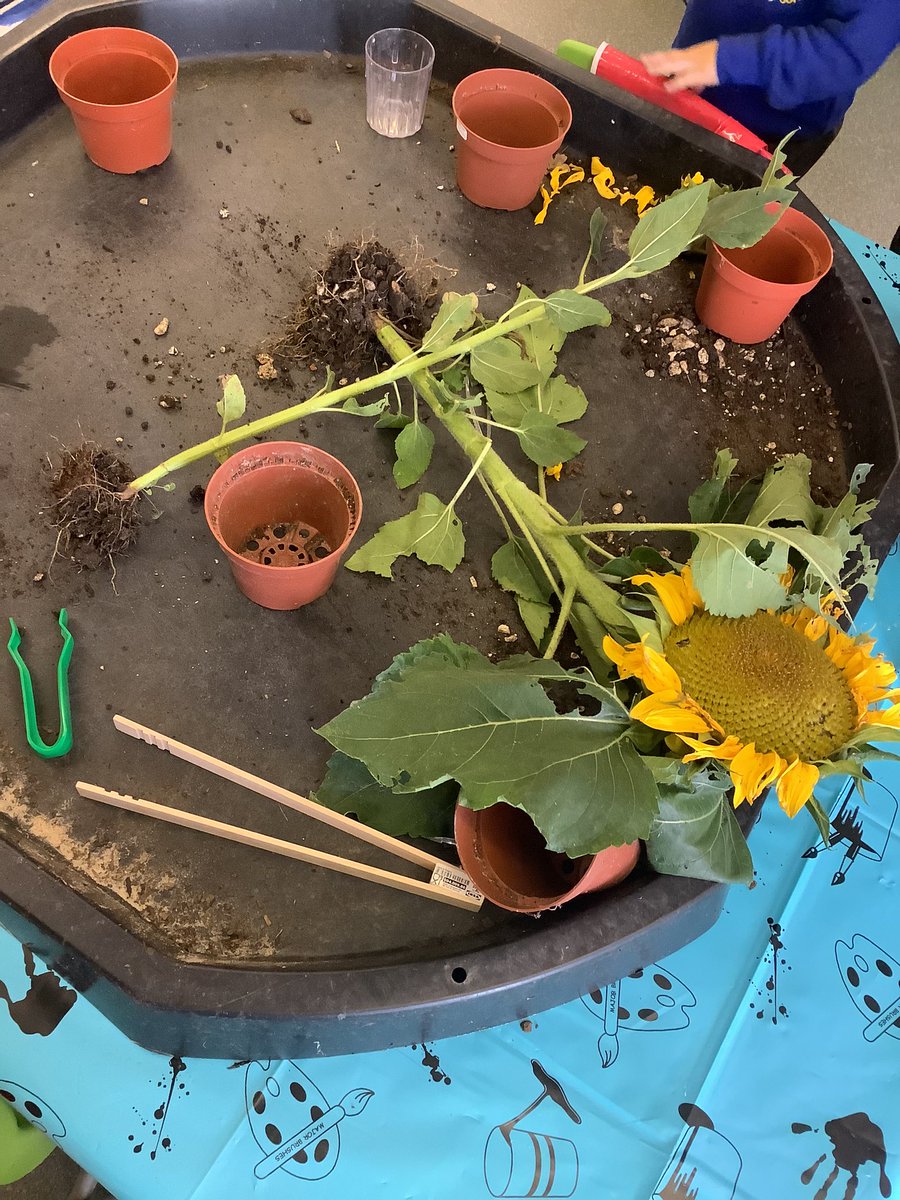 EYFS2020's tweet photo. In Robins and Wrens, we have been practicing our fine motor skills by using tweezers to remove parts of the sunflower! https://t.co/CDfpWUQjvK
