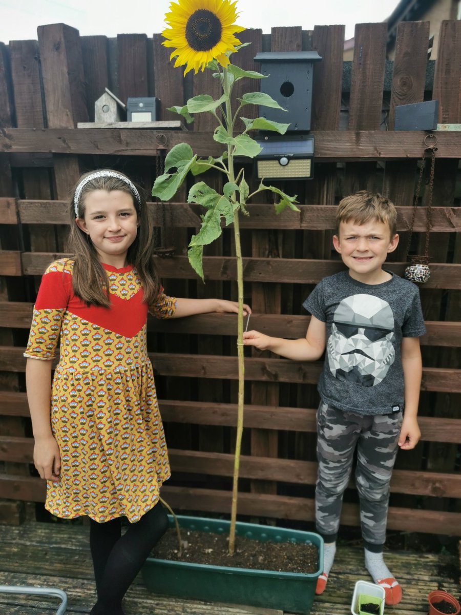 Our sunflower! 1.6m so maybe not a winner, we're pleased with it though <a href="/NewtongrangePS/">NewtongrangePS</a>