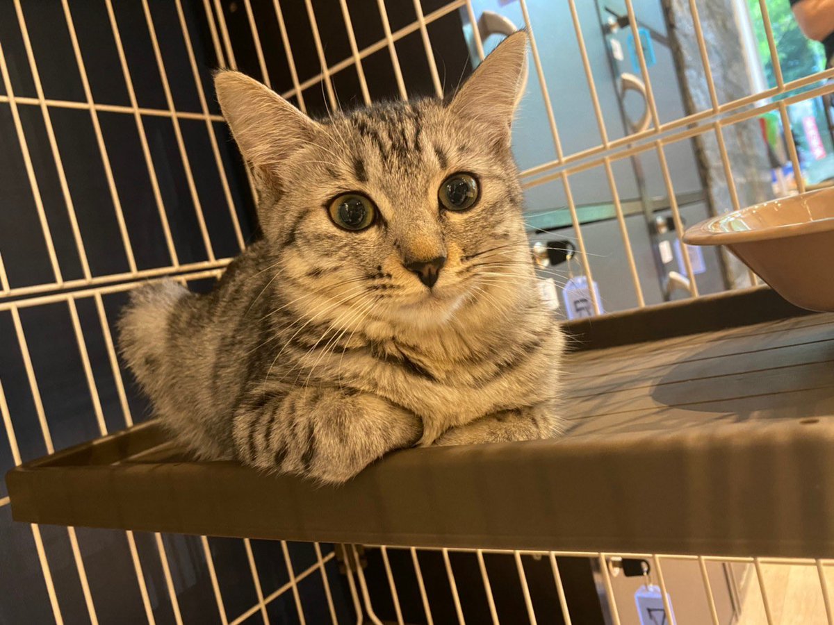 Bakeneko Cafe 化猫茶屋 本日もご来店をありがとうございました 今日のおやすみ猫画像は すだち 特集です 生後半年メスサバトラ猫です 顔立ちが凛々しく 滑らか毛並が特徴です 一度撫でたら虜になってしまうくらいスベスベです すだち も里親 Bakeneko Cafe 化猫茶屋 本日もご来店をありがとうございました 今日のおやすみ猫画像は すだち 特集です 生後半年メスサバトラ猫です 顔立ちが凛々しく 滑らか毛並が特徴です 一度撫でたら虜になってしまうくらいスベスベです すだち も里親