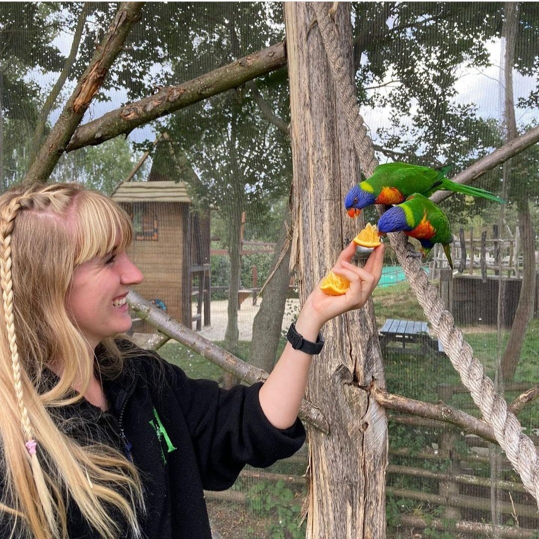 Lunchtime for the lorikeets 🍊🍊
