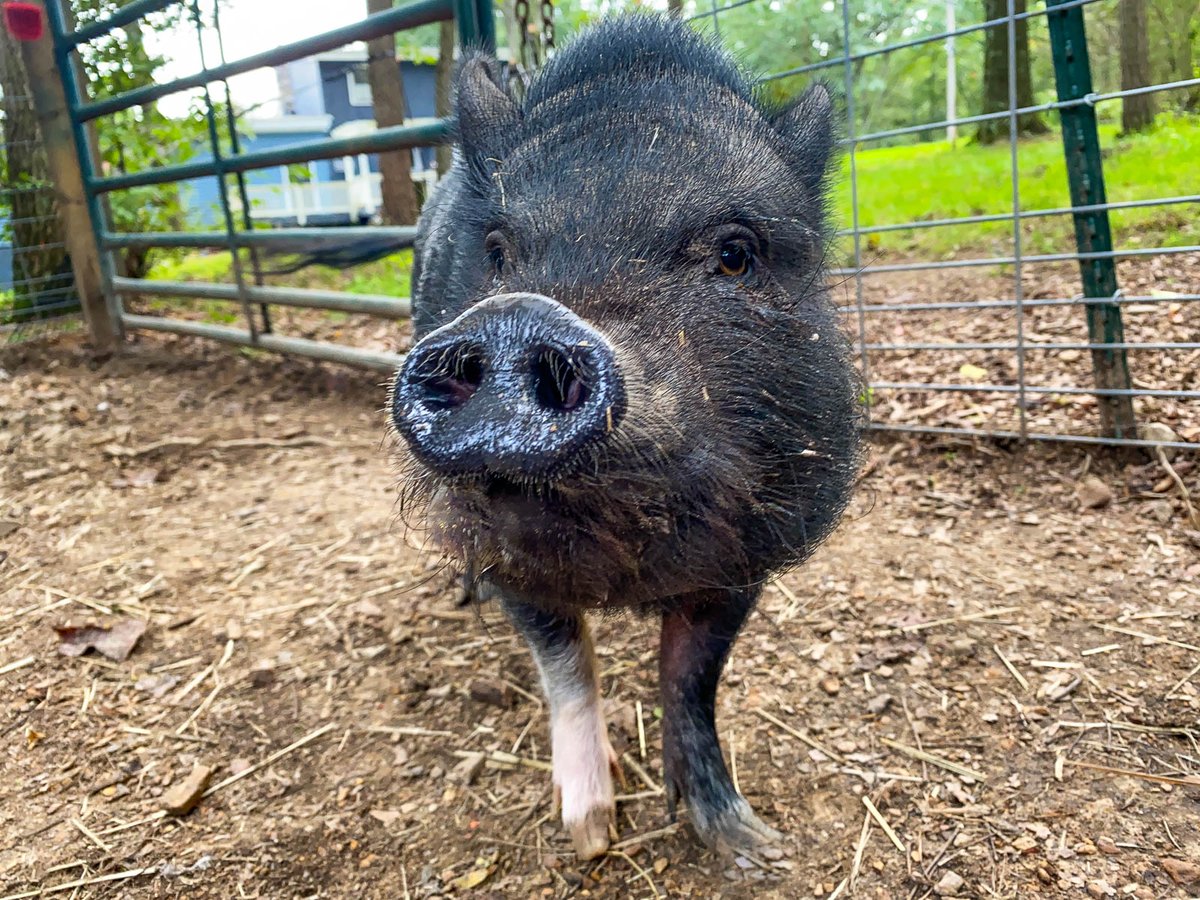 Who wants a wet snout kiss from me to start their Friday? 🐽😘 #marypiggins #minipig #therapypet