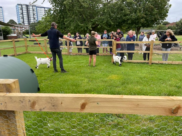 BCA_Maidenhead's tweet image. The 2nd Sept was an exciting day for our Agriculture team &amp;amp; @FoxboroughSch - We settled 2 of our Pygmy Goats &amp;amp; 4 Chickens into their temporary term-time homes. Our Livestock team, Chris &amp;amp; CJ gave extensive training on caring for the new additions &amp;amp; will remain on-call to help out