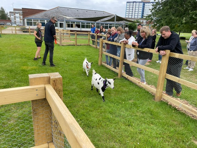 BCA_Maidenhead's tweet image. The 2nd Sept was an exciting day for our Agriculture team &amp;amp; @FoxboroughSch - We settled 2 of our Pygmy Goats &amp;amp; 4 Chickens into their temporary term-time homes. Our Livestock team, Chris &amp;amp; CJ gave extensive training on caring for the new additions &amp;amp; will remain on-call to help out