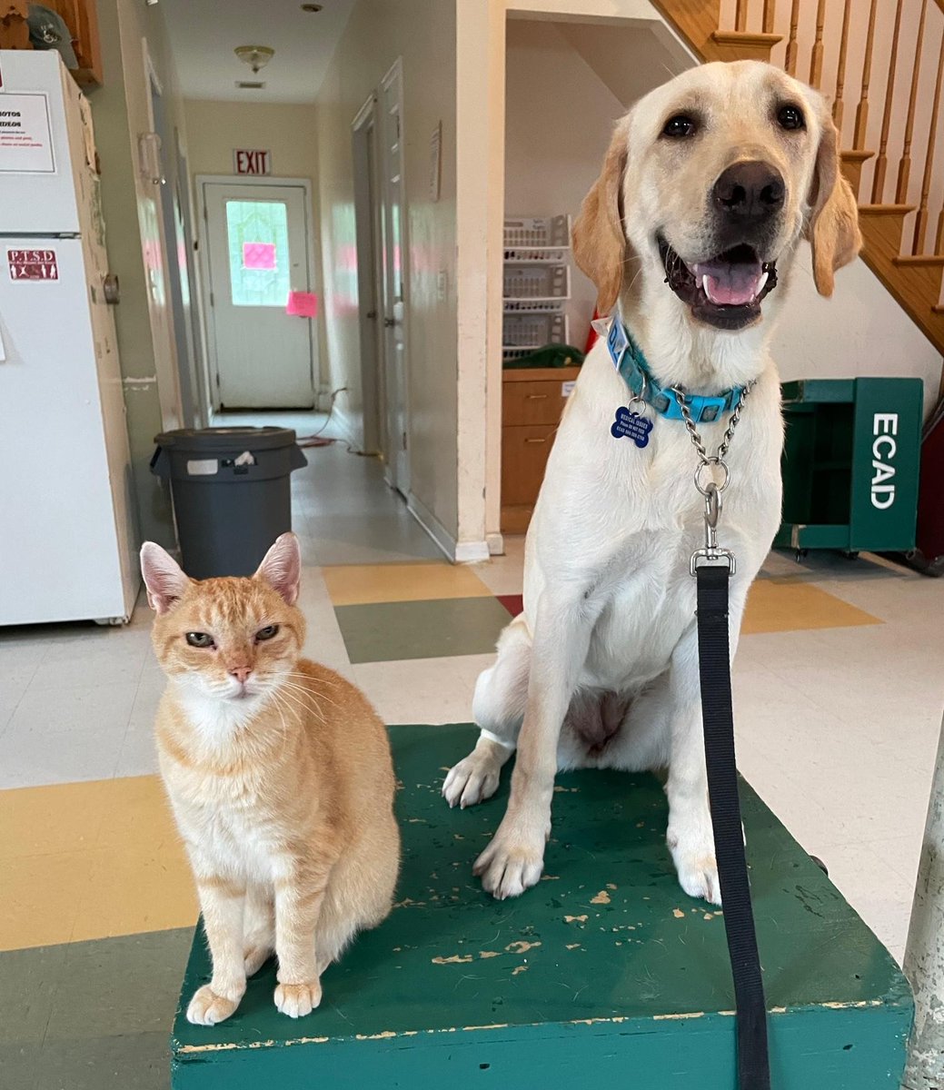 ECADServiceDogs's tweet photo. #FunnyFriday! Look who couldn't resist the chance to have his photo taken. #SillyKitty #Caddie #Giplet #ECADServiceDog #BestServiceDogCatEVER https://t.co/myNv2pHLW3