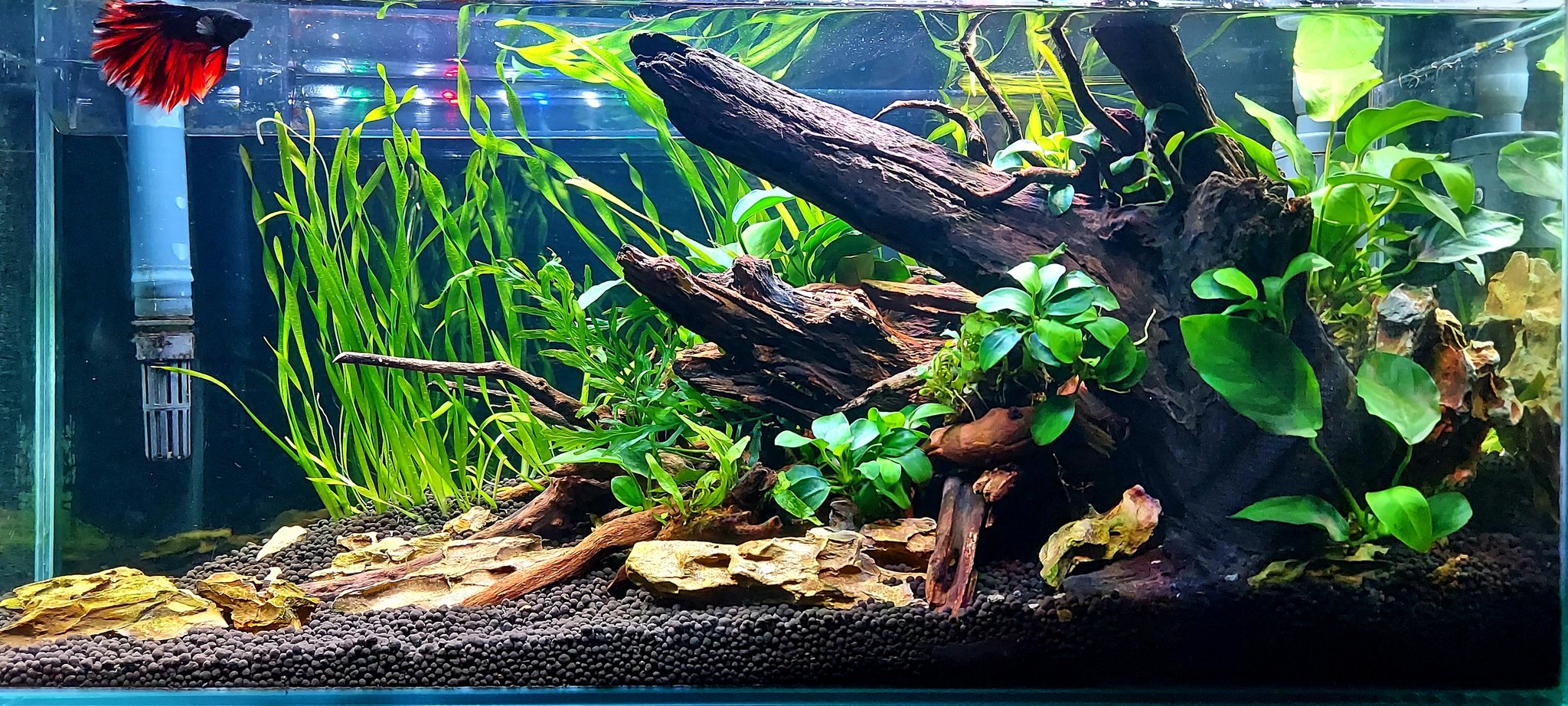 流木レイアウト 60センチワイド水槽規格 - 魚用品/水草 流木レイアウト 60センチワイド水槽規格 - 魚用品/水草