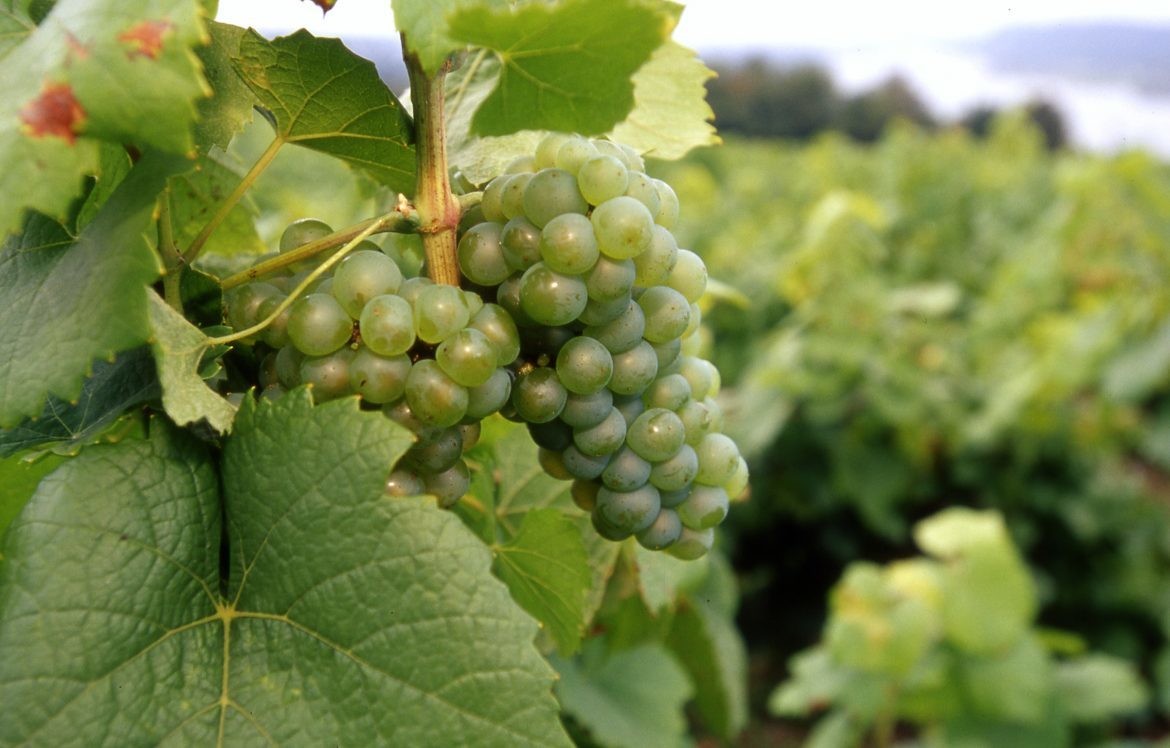 🍇☀️Cette semaine au domaine de Nidolères à Tressere, les 1ères #vendanges #agrivoltaïques au monde ont eu lieu.  Félicitations à Pierre Escudié et son équipe, nous avons hâte de déguster (avec modération) ce premier vin agrivoltaïque 🍷
#agrivoltaisme
➡️ow.ly/PPDI50GbKTT