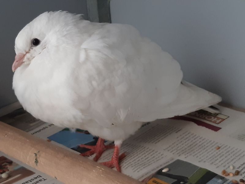 Dierenambulance de Wijs/Westland tweet media