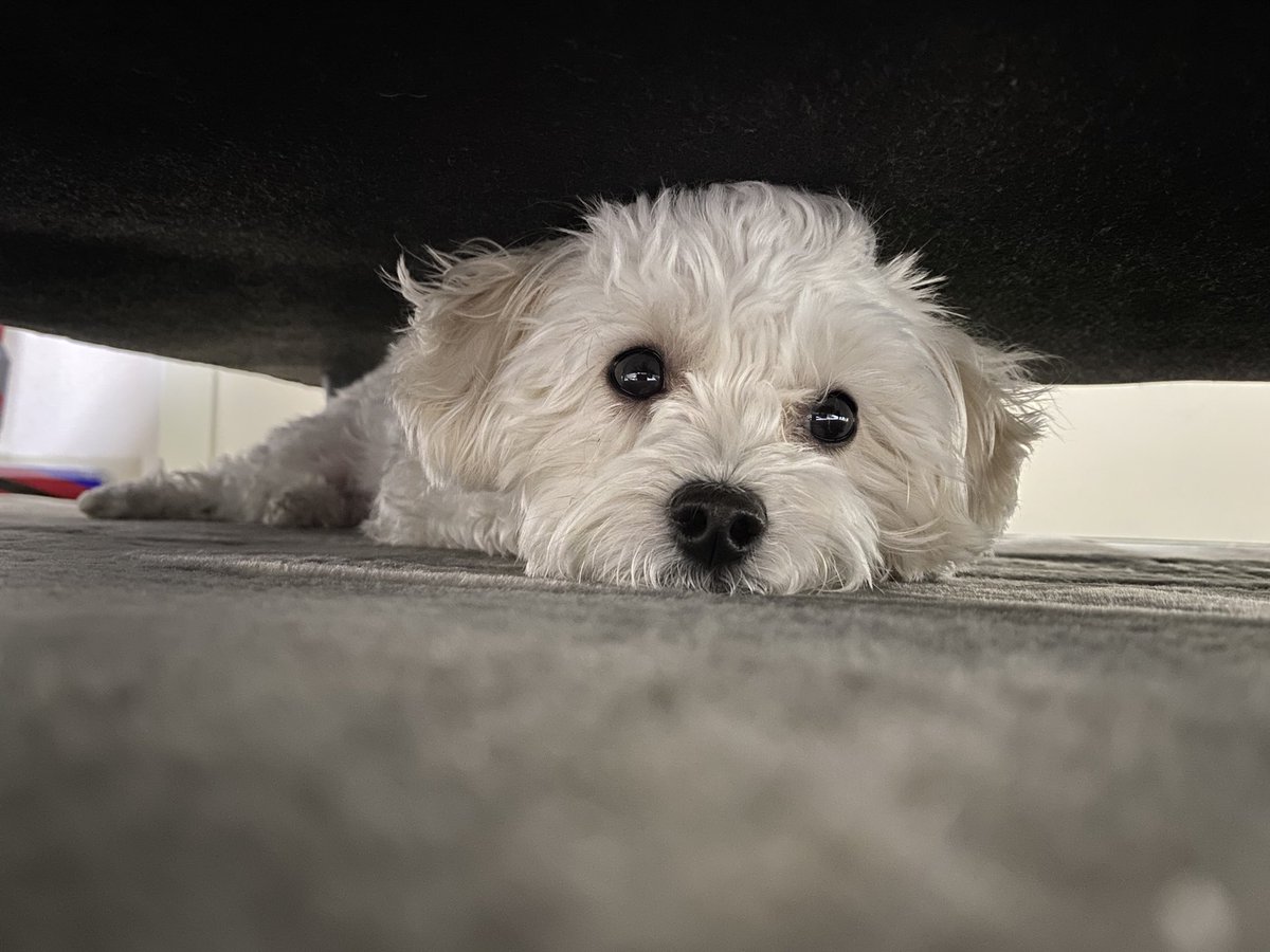 komukomu67's tweet photo. こむぎがいない！と探したら、、
ソファの下に潜ってました🐶

#犬
#犬のいる暮らし
#マルプー https://t.co/sKItFxNosY