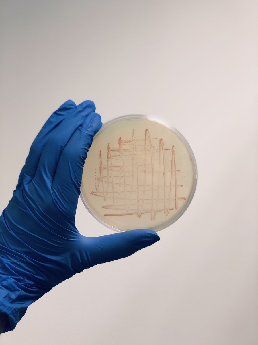 ¿Sabíais que hoy se celebra el Día Internacional de los Microorganismos? 📆 🦠Este día se creó para dar a conocer el papel tan importante que tienen en nuestros ecosistemas 🌍.
En IDForest utilizamos bacterias 🧫 para promover el crecimiento de las plantas 🌾 de forma ecológica.