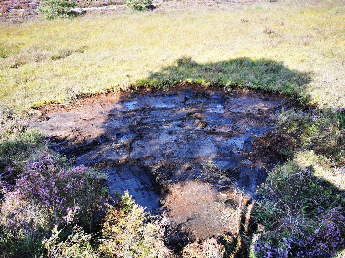 Ranger_sdnpa's tweet image. 3 of 20 new scrapes created at @CowdrayEstate Heyshott common, thanks to funding from the Heathlands Reunited Project. These wet and dry scrapes help to rejuvenate Heather, provide bare ground for insects and reptiles, and help to hold water in the Winter 🐜🐍💧 #helptheheaths