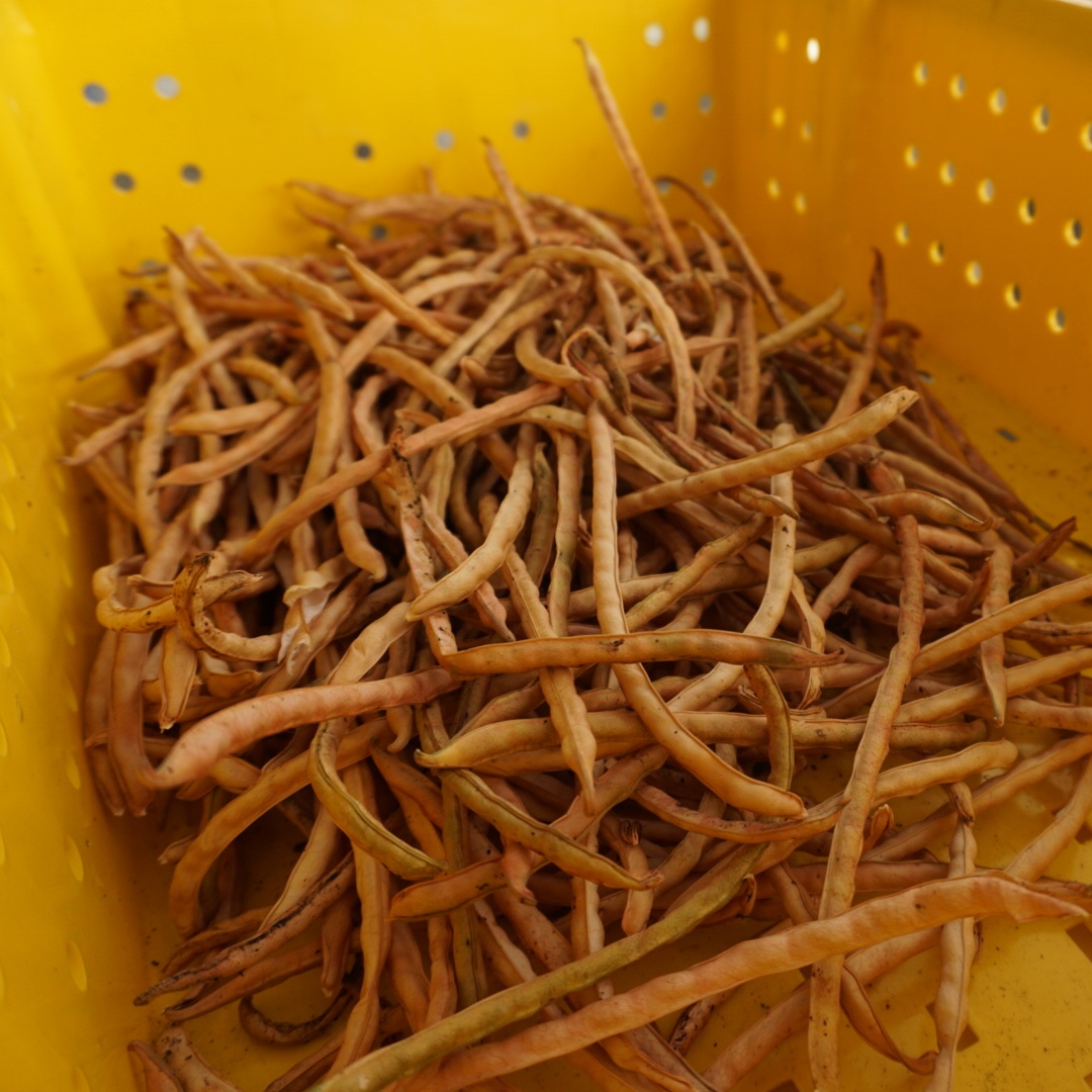 caff_ar's tweet photo. Oh, cowpeas! How we love your versatile ways. At the CAFF Farm, cowpeas bear fruit. Soon, the Farm School students will run the dried pods through a sheller to prepare these legumes for selling. 

#localfood #learntofarm #NWAfarming #cowpeas https://t.co/V8LVIYN9CV