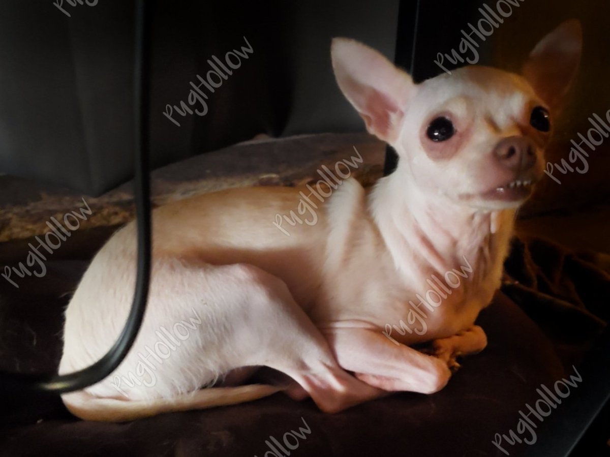 PugHollow's tweet photo. I’m just going to leave this here for your Friday viewing pleasure…. #FabulousEarsFriday #TGIF #Friyay #FridayFeeling #BunnyButtercup #ThoseTeeth #DogsOfPugHollow #DogsOfTwitter #DogsOfInstagram https://t.co/AHkzB6ZJbe