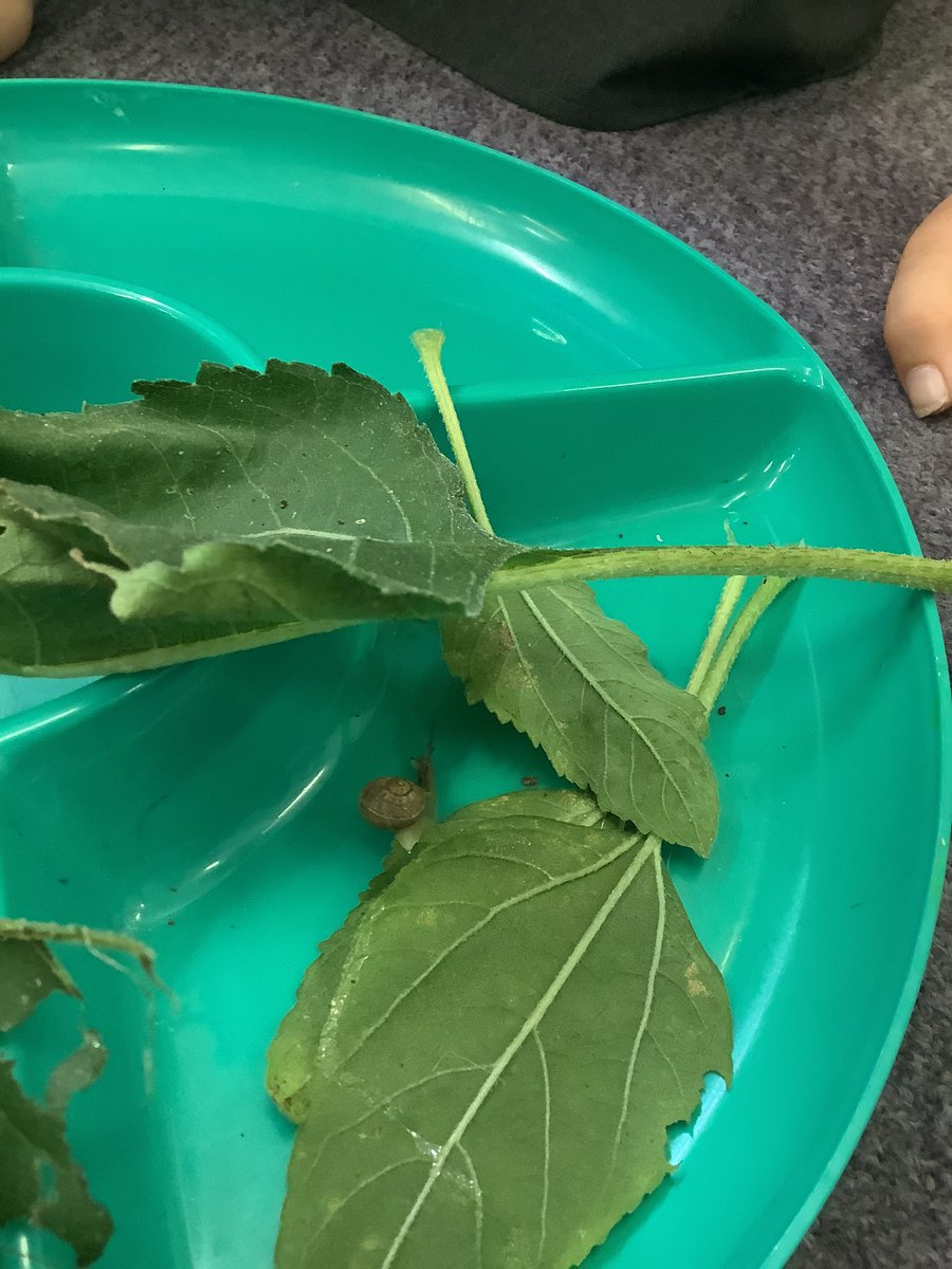 EYFS2020's tweet photo. This week we have been learning the sound ‘S’ Meet Syd the snail. https://t.co/zv6N1FljKr