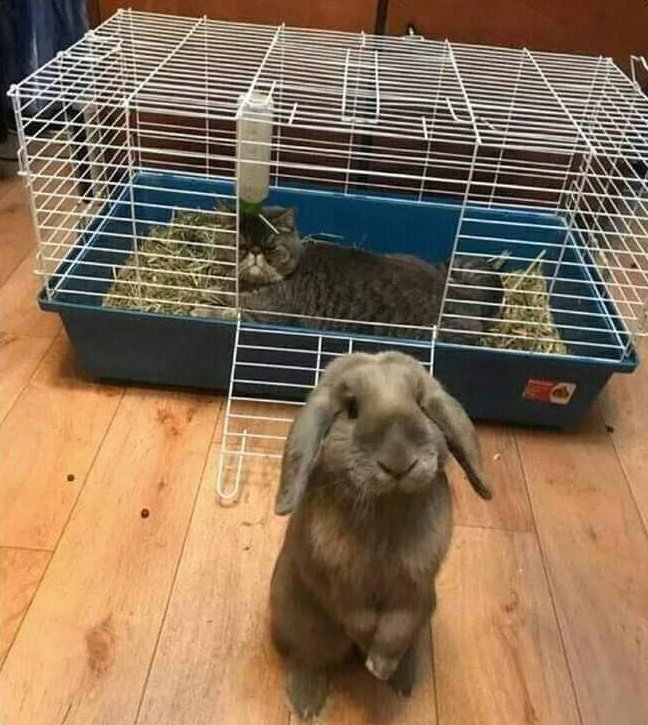 "Namjoon hyung pls tell suga hyung I'm about to sleep now and I need my cage"