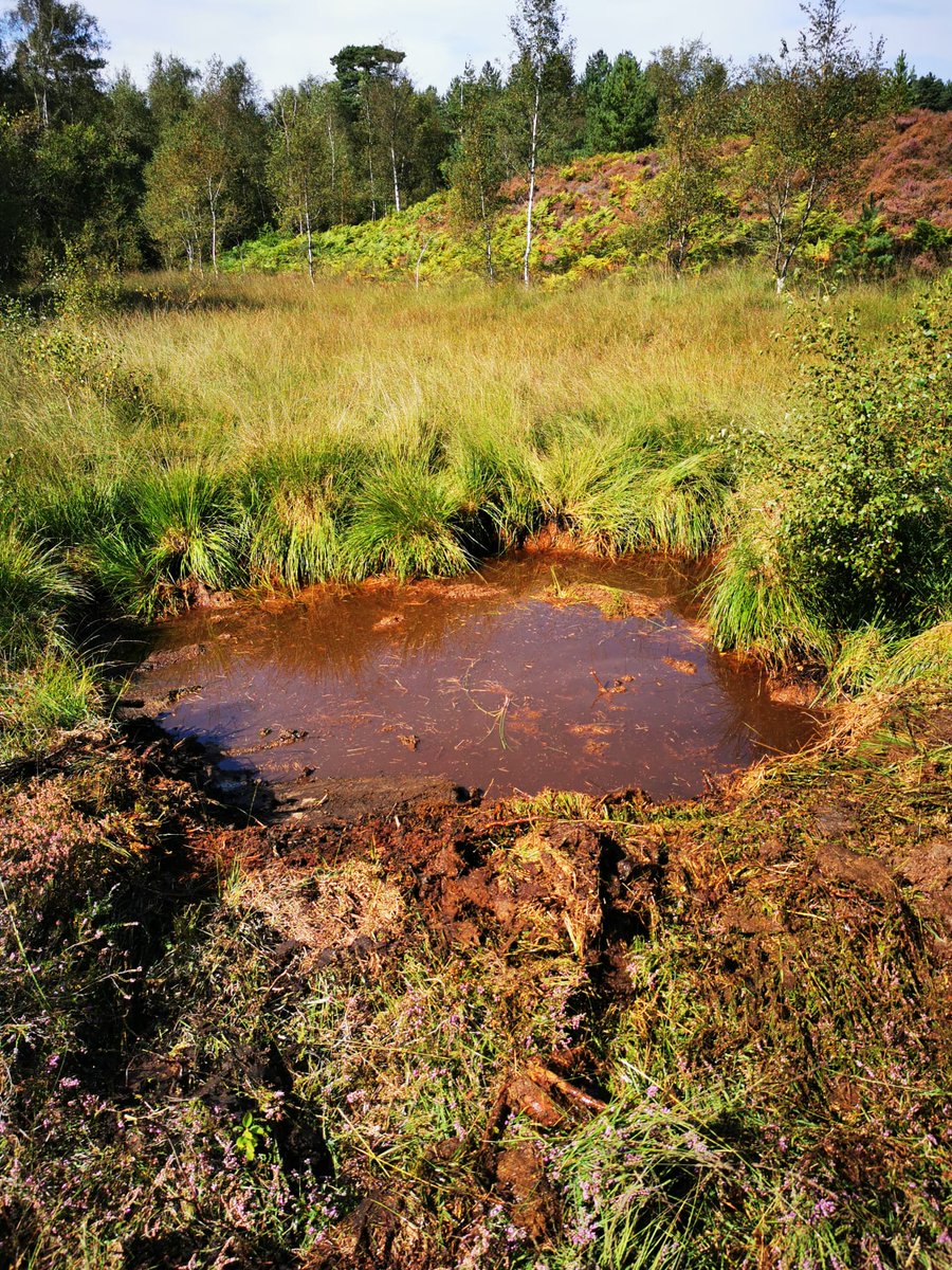 Ranger_sdnpa's tweet image. 3 of 20 new scrapes created at @CowdrayEstate Heyshott common, thanks to funding from the Heathlands Reunited Project. These wet and dry scrapes help to rejuvenate Heather, provide bare ground for insects and reptiles, and help to hold water in the Winter 🐜🐍💧 #helptheheaths