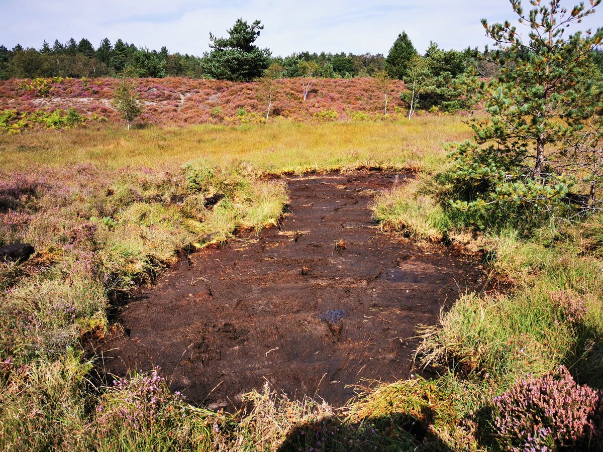 Ranger_sdnpa's tweet image. 3 of 20 new scrapes created at @CowdrayEstate Heyshott common, thanks to funding from the Heathlands Reunited Project. These wet and dry scrapes help to rejuvenate Heather, provide bare ground for insects and reptiles, and help to hold water in the Winter 🐜🐍💧 #helptheheaths