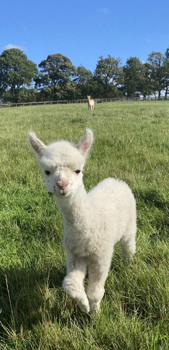BarnacreAlpacas's tweet photo. Pequito is just soooooo cute, he’s probably going to end up being a keeper 🙈😬 https://t.co/UeXkKDBWxr