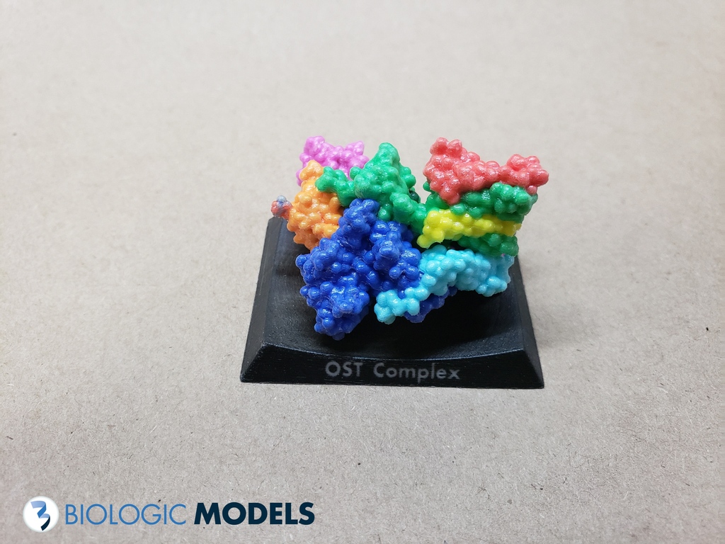 BiologicModels's tweet photo. Loving this super small 4cm #3DPrint of Oligosaccharyltransferase (OST) Complex. #BiologicModels @caseysteffen @objexunlimited https://t.co/RoXdAbAUAk https://t.co/UngrDPUdfd