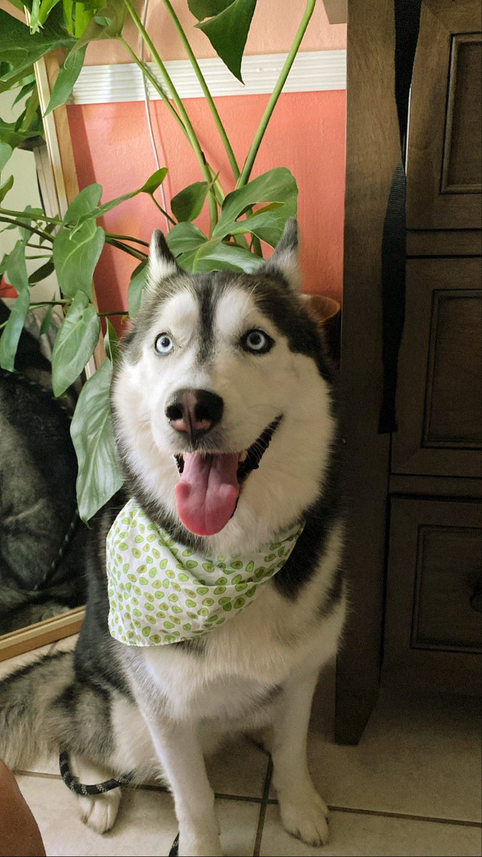 pary_ly's tweet photo. Les comparto a mi perrito waton:) https://t.co/fIVcM48RkC