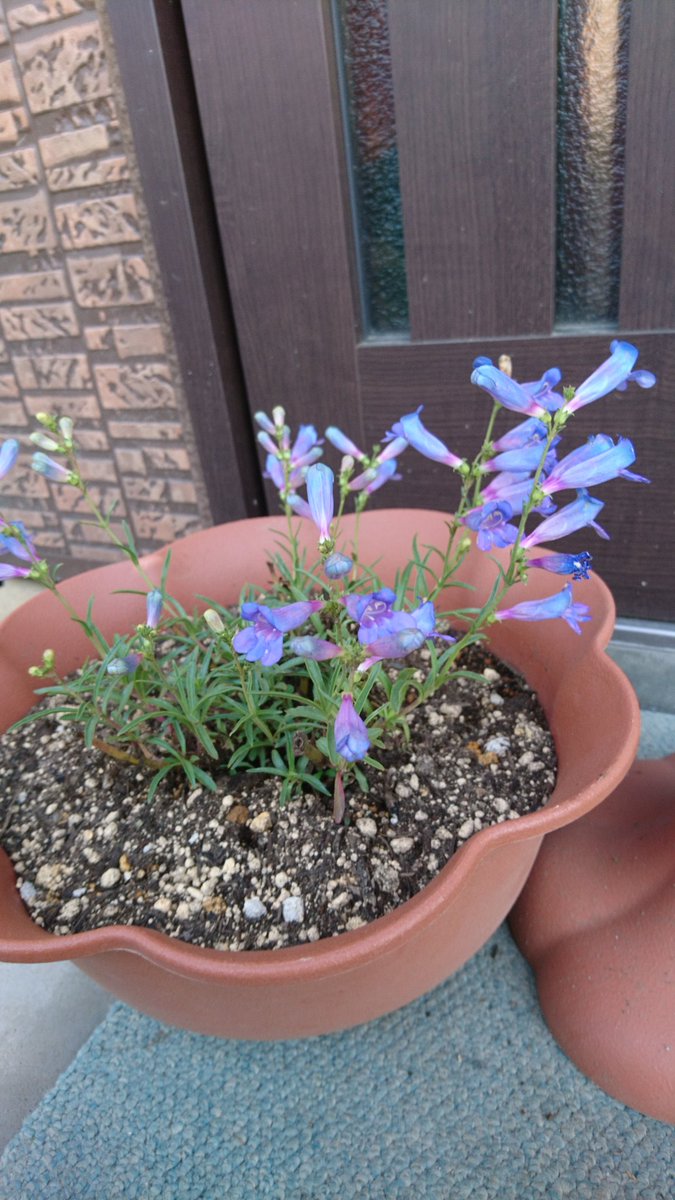 星等 セイラ 綺麗ですね オーロラカラーの花を見るのは ペンステモン エレクトリックブルー以来です