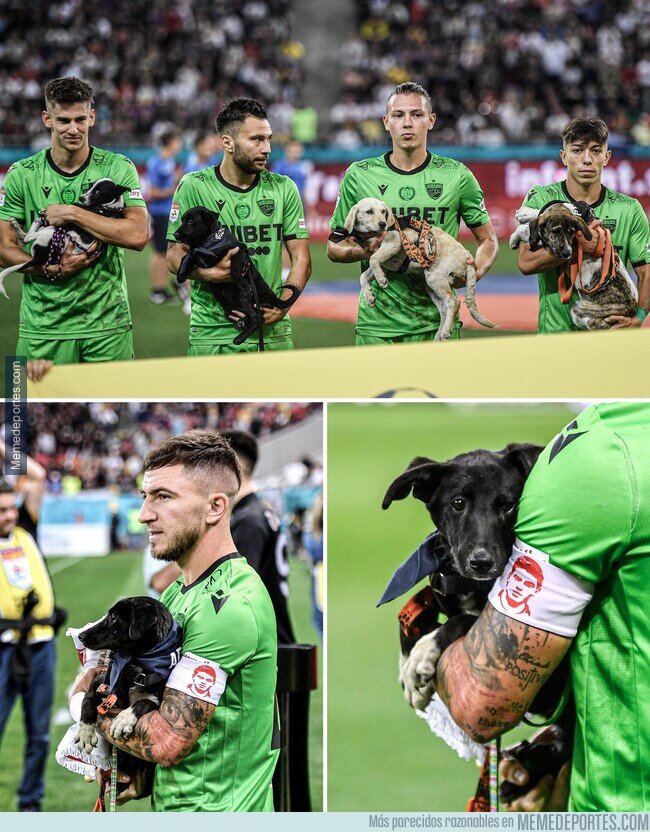 memedeportes's tweet photo. En la liga rumana los jugadores salen con perritos en brazos que buscan un hogar. Yo quiero uno. https://t.co/D5hvUiDf1R https://t.co/DD5djQhHvV