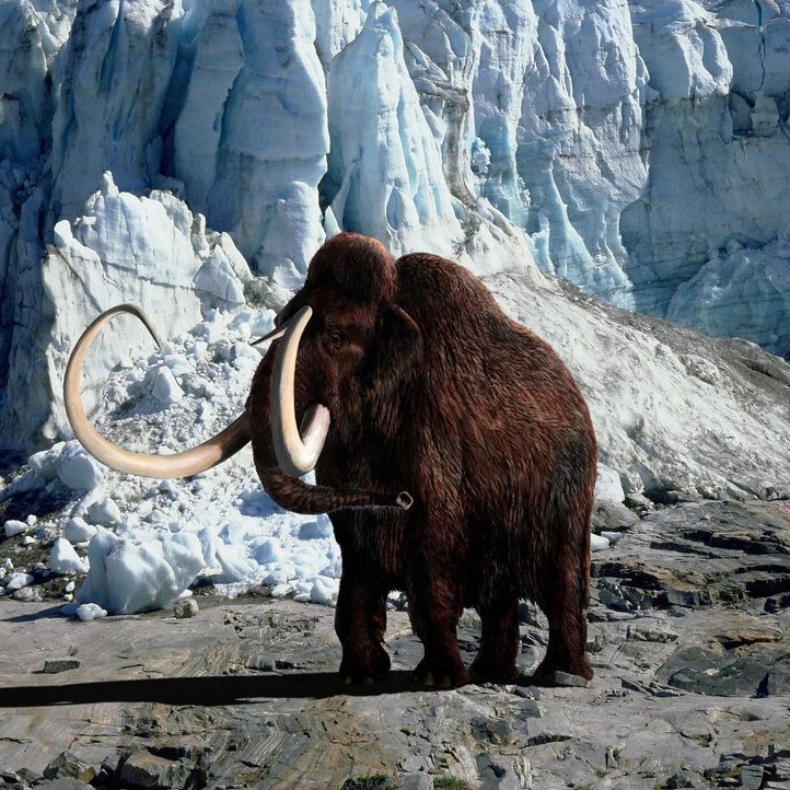 peklebba's tweet photo. Modern Mammoths and Wandering Elephants

https://t.co/E74Hp3CXvW

https://t.co/FSokDemW9Z https://t.co/ZIw9VUs7mi