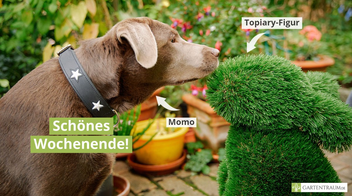 Unsere Topiary-Figuren? Das ist Liebe auf den ersten Blick - garantiert mit Wau-Effekt im Shop! Allerdings ohne unsere flauschige Inspekteurin. 😉
Mehr gibt es hier: gartentraum.de/Gartendekorati…
#gartentraum #garten #schöneswochenende